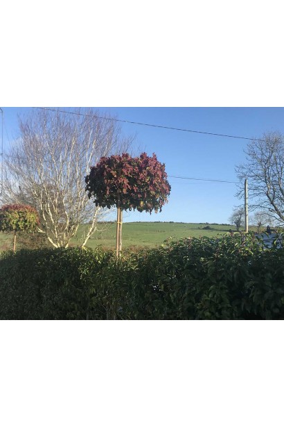 Ліквідамбр смолоносний Liquidambar styraciflua Gum Ball восени, листя набуло яскравих червоних відтінків.